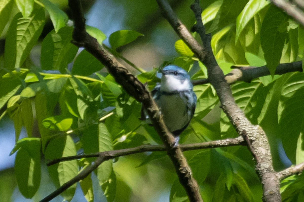 Cerulean Warbler - ML244589021