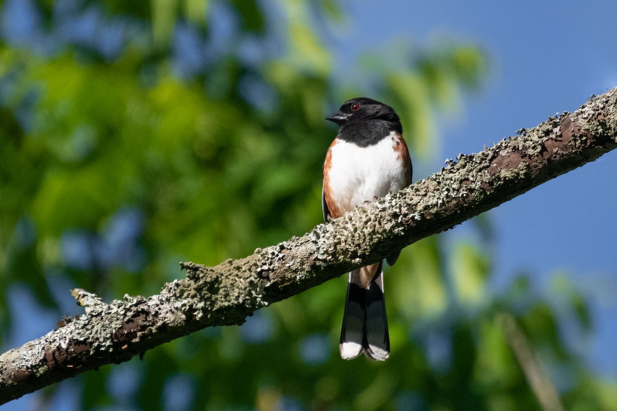 Eastern Towhee - ML244589101