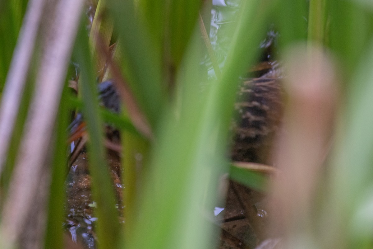 Virginia Rail - ML244589371