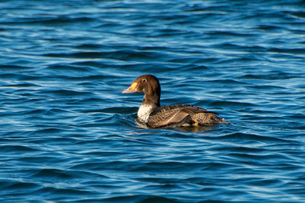 Eider à tête grise - ML244590371