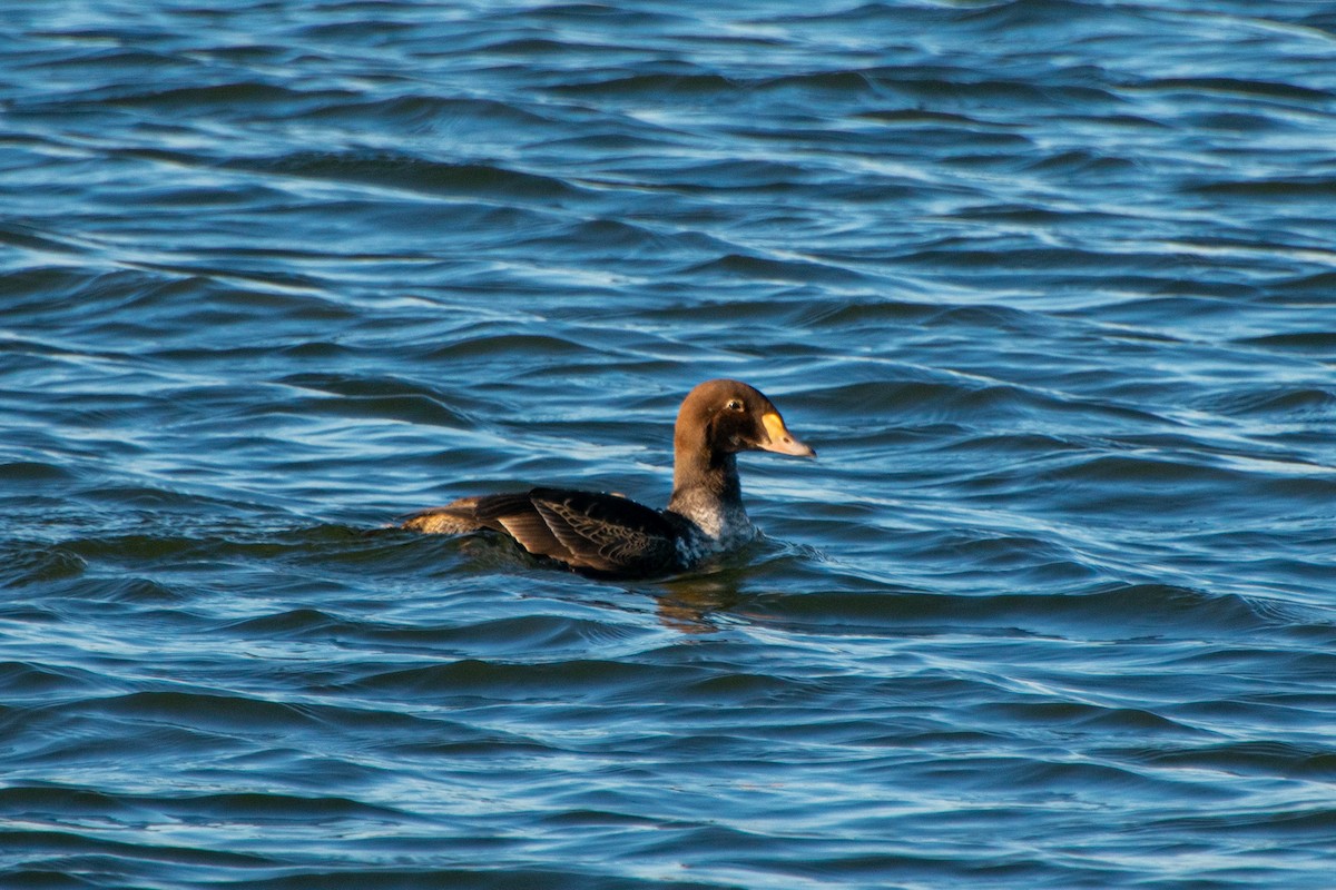 Eider à tête grise - ML244590381