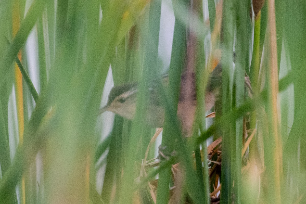 Marsh Wren - ML244590791