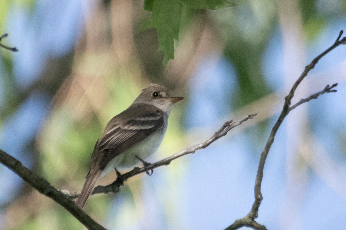 Willow Flycatcher - ML244590801