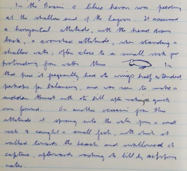 岩鷺 - ML244591701