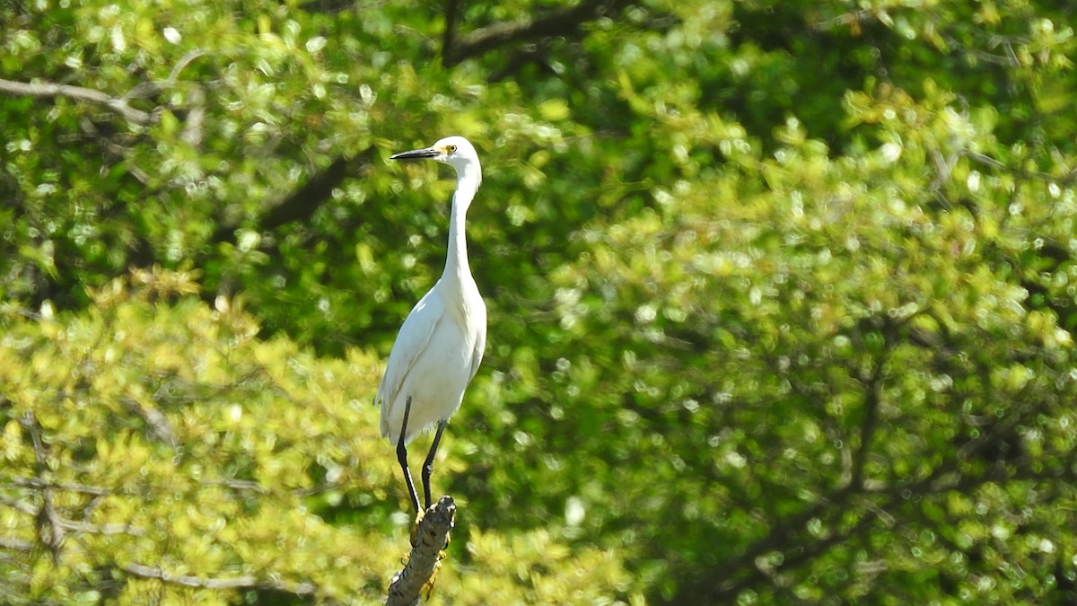 Snowy Egret - Vincent Glasser