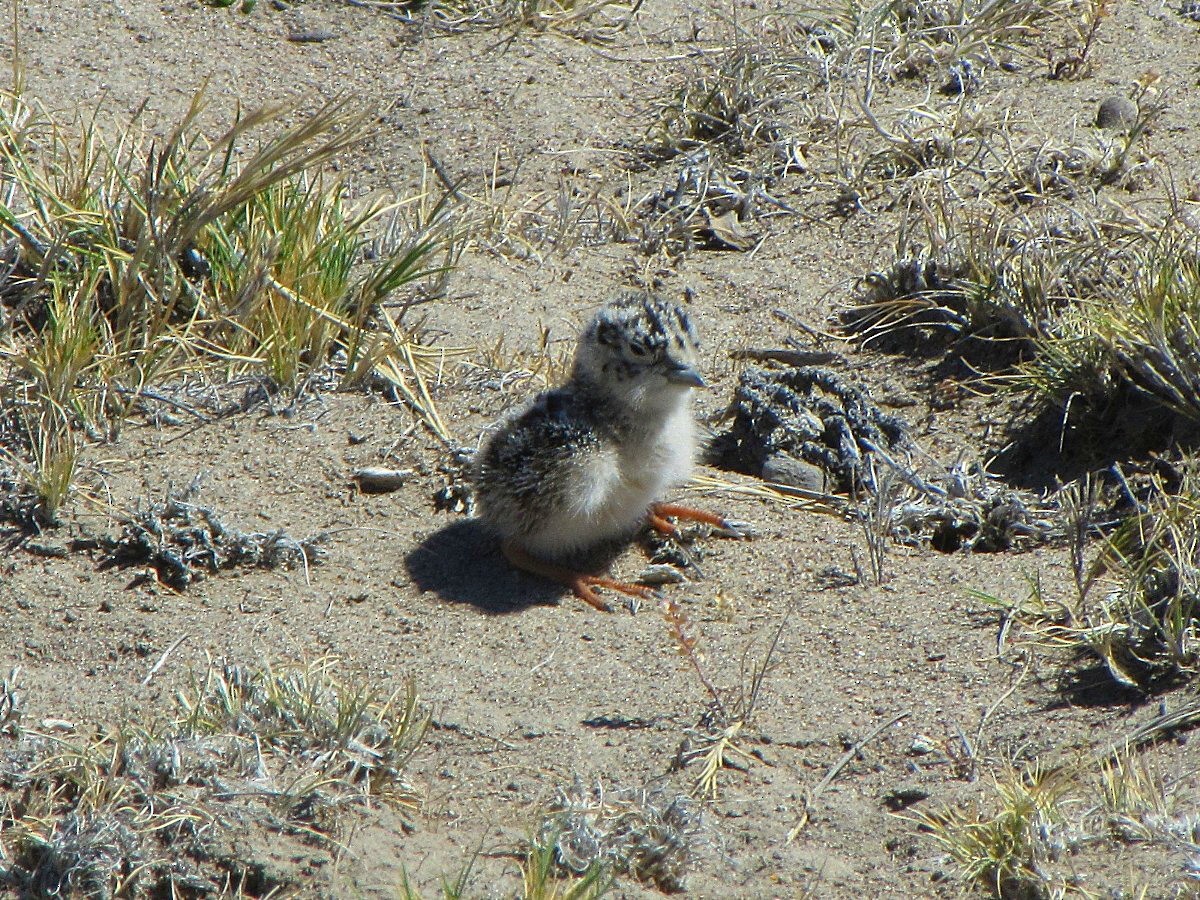 Least Seedsnipe - ML244592551