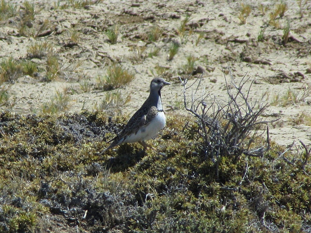 Least Seedsnipe - ML244592571