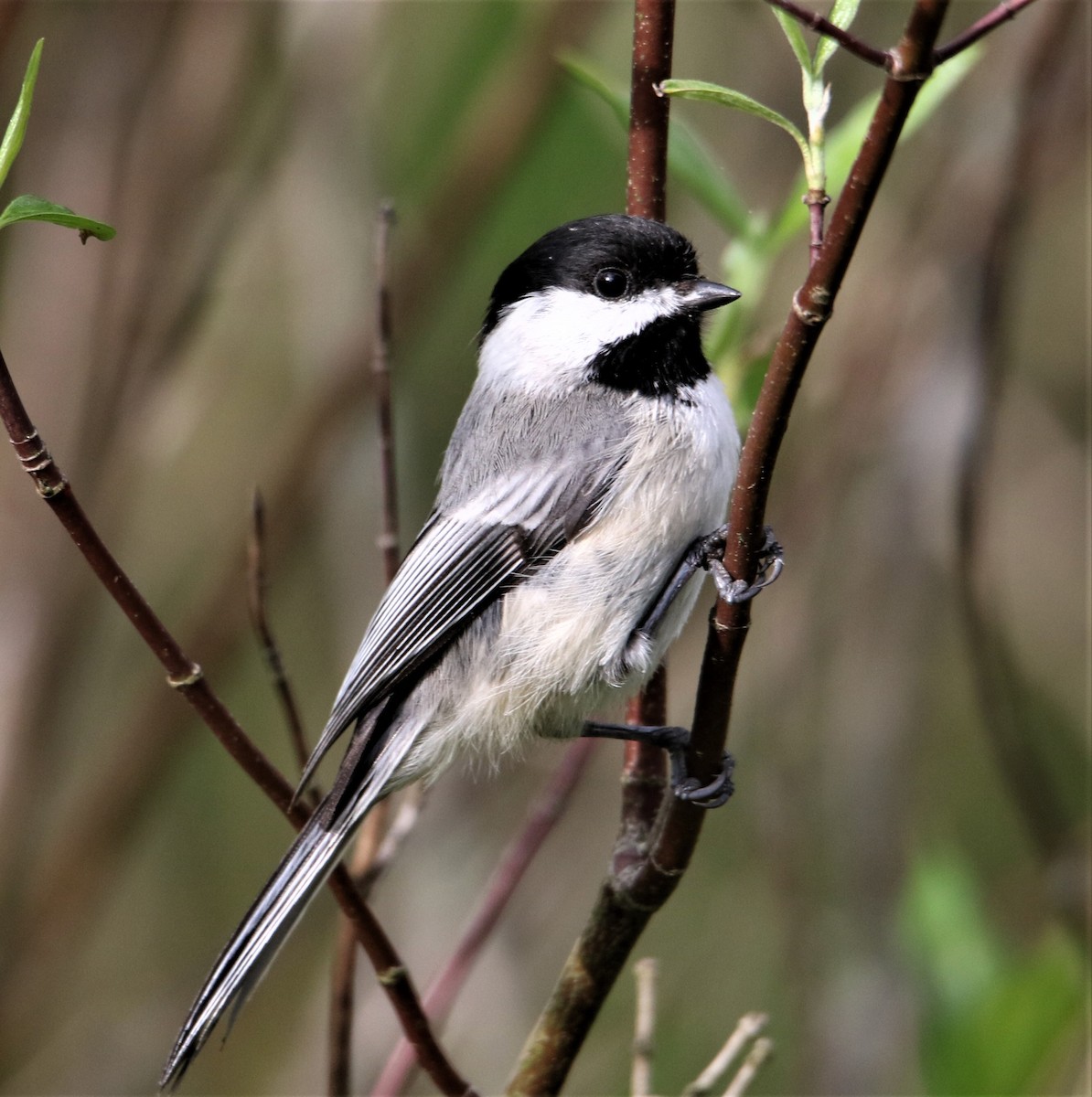 Black-capped Chickadee - Jim Stasz