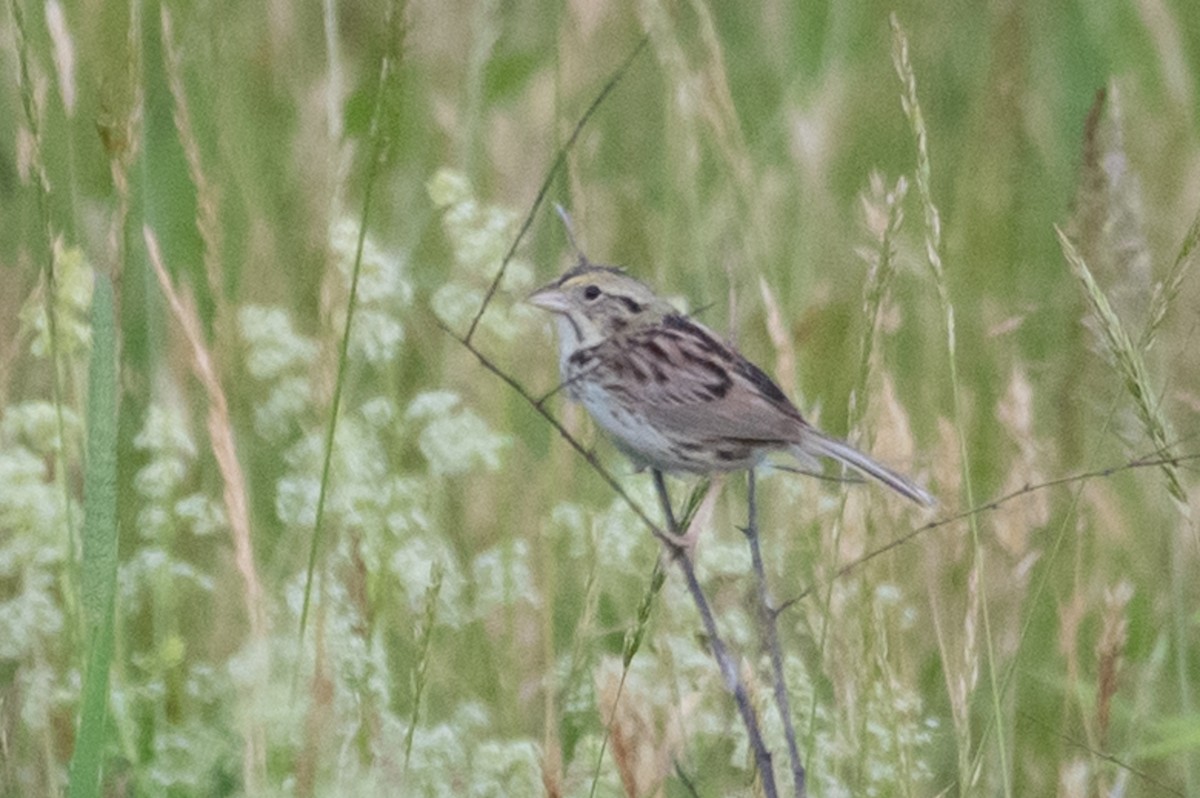 Henslow's Sparrow - ML244593381