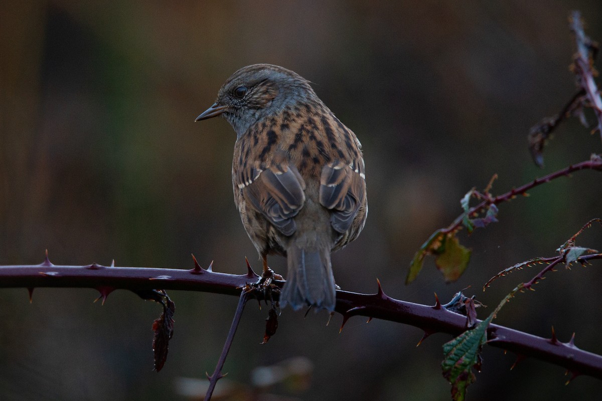 Dunnock - ML244593981