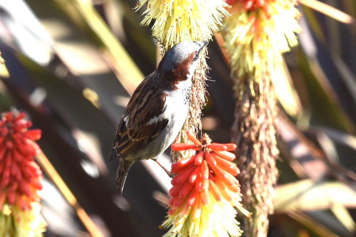 Moineau domestique - ML244594231