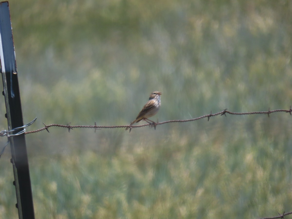 Vesper Sparrow - ML244594741