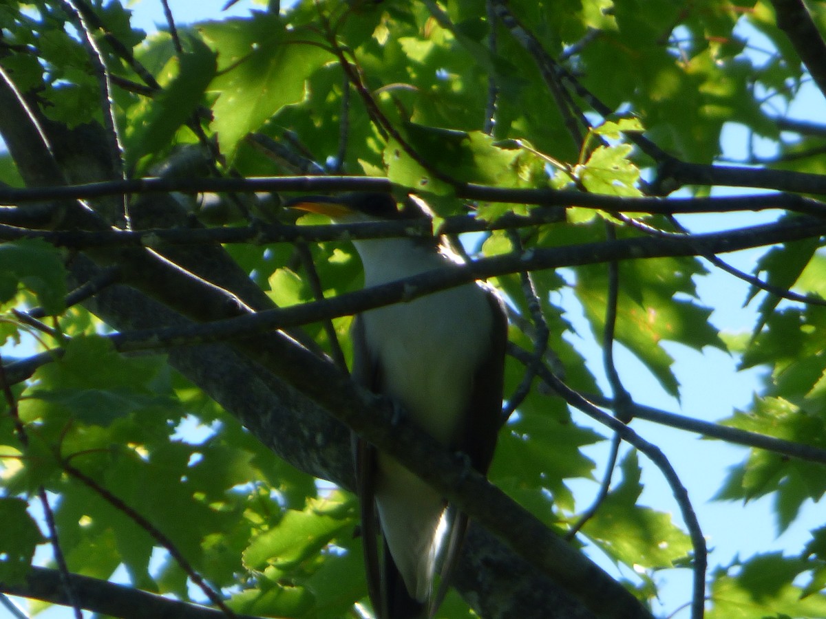 Yellow-billed Cuckoo - ML244595791