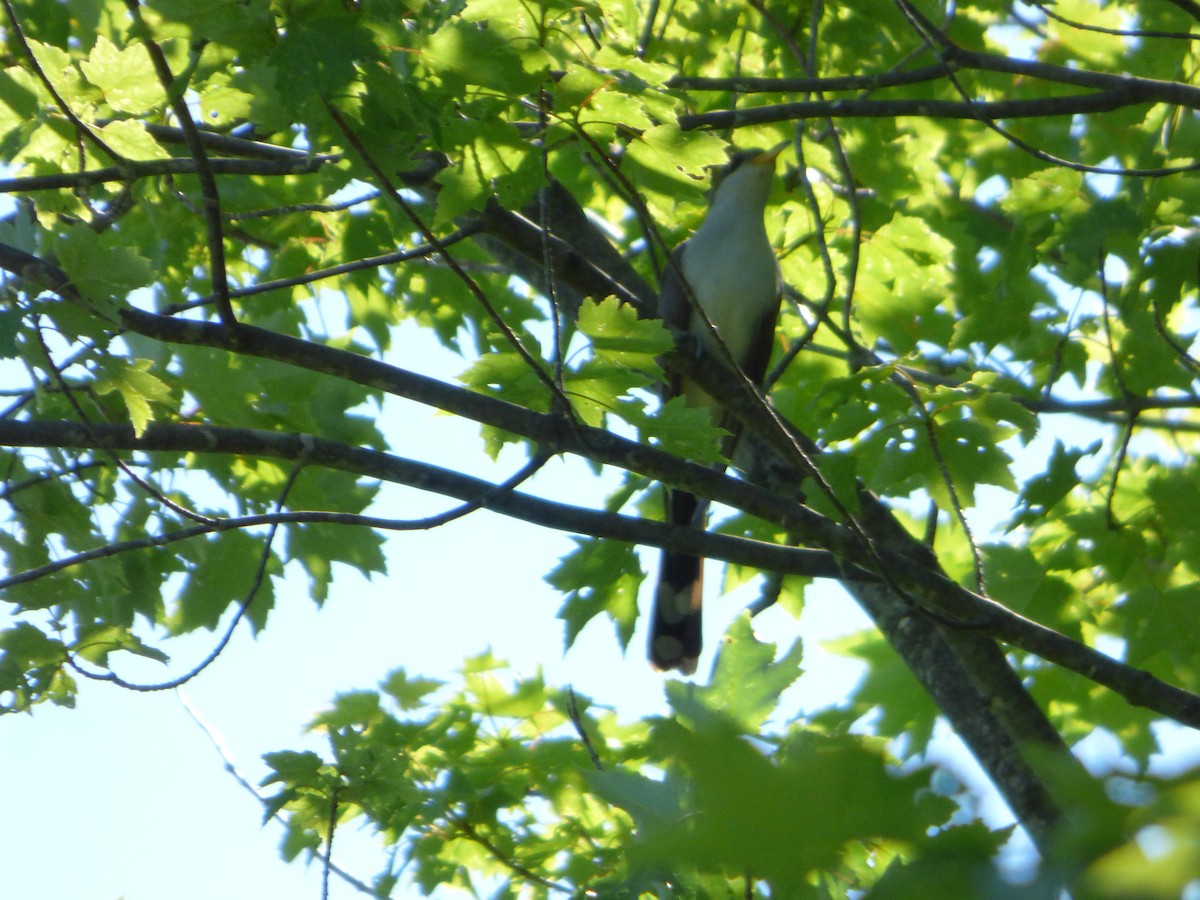 Yellow-billed Cuckoo - ML244595861