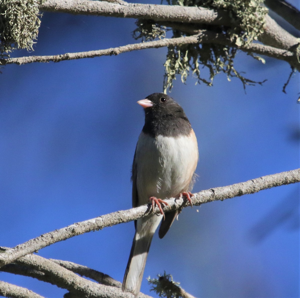 Dark-eyed Junco - ML244597701