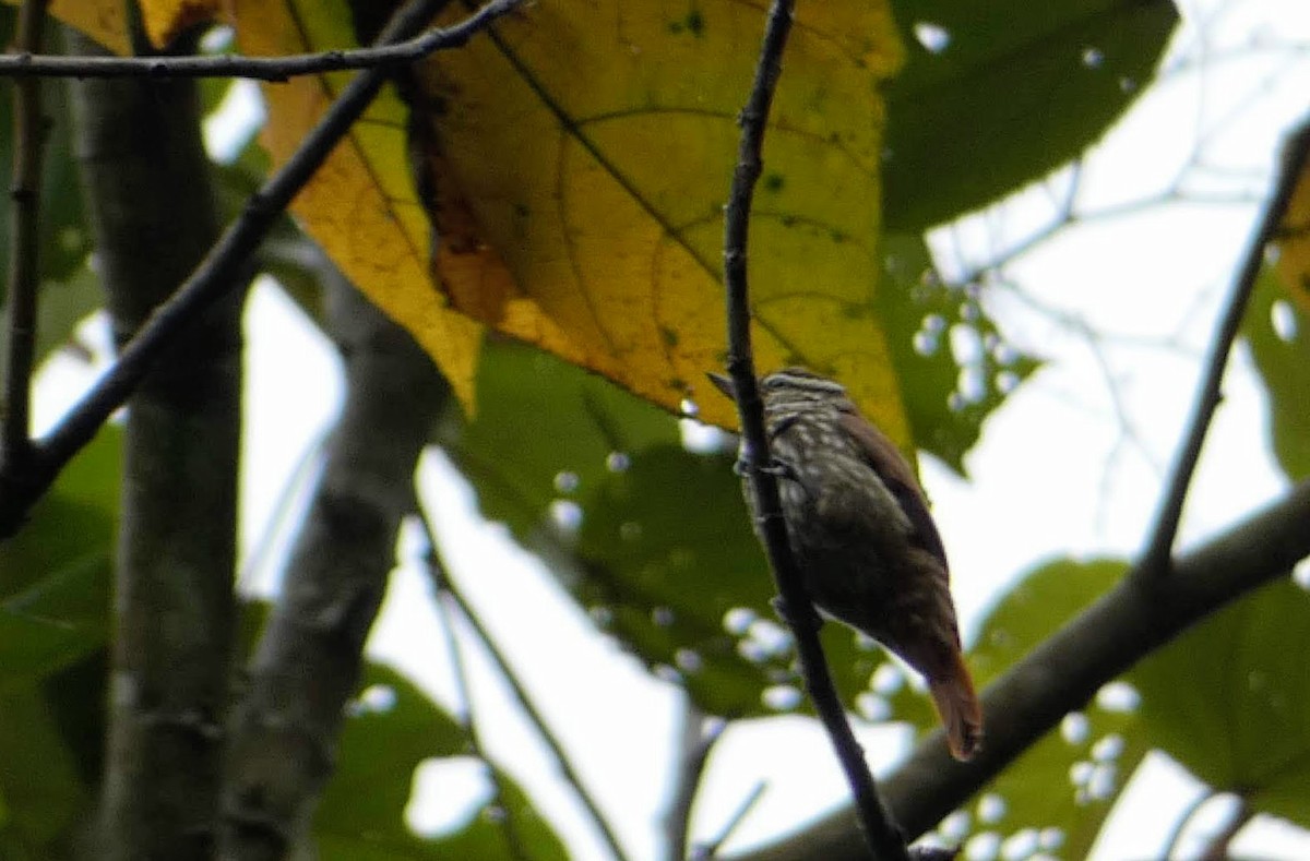 Streaked Xenops - Roberto  Garrigues