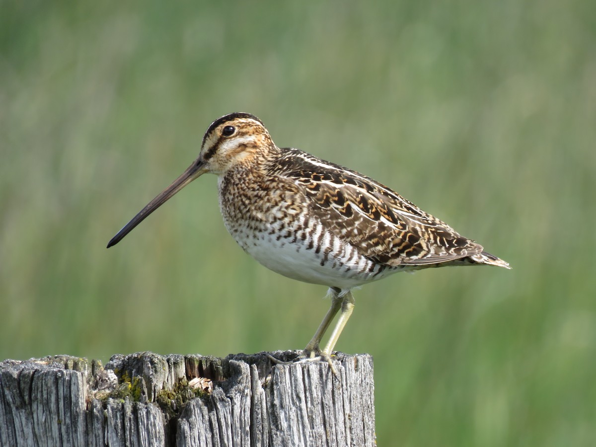Wilson's Snipe - ML244600081