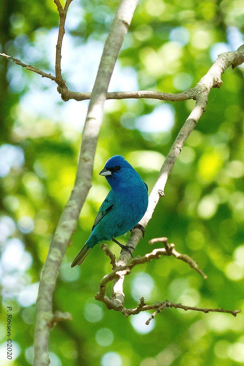 Indigo Bunting - ML244600121