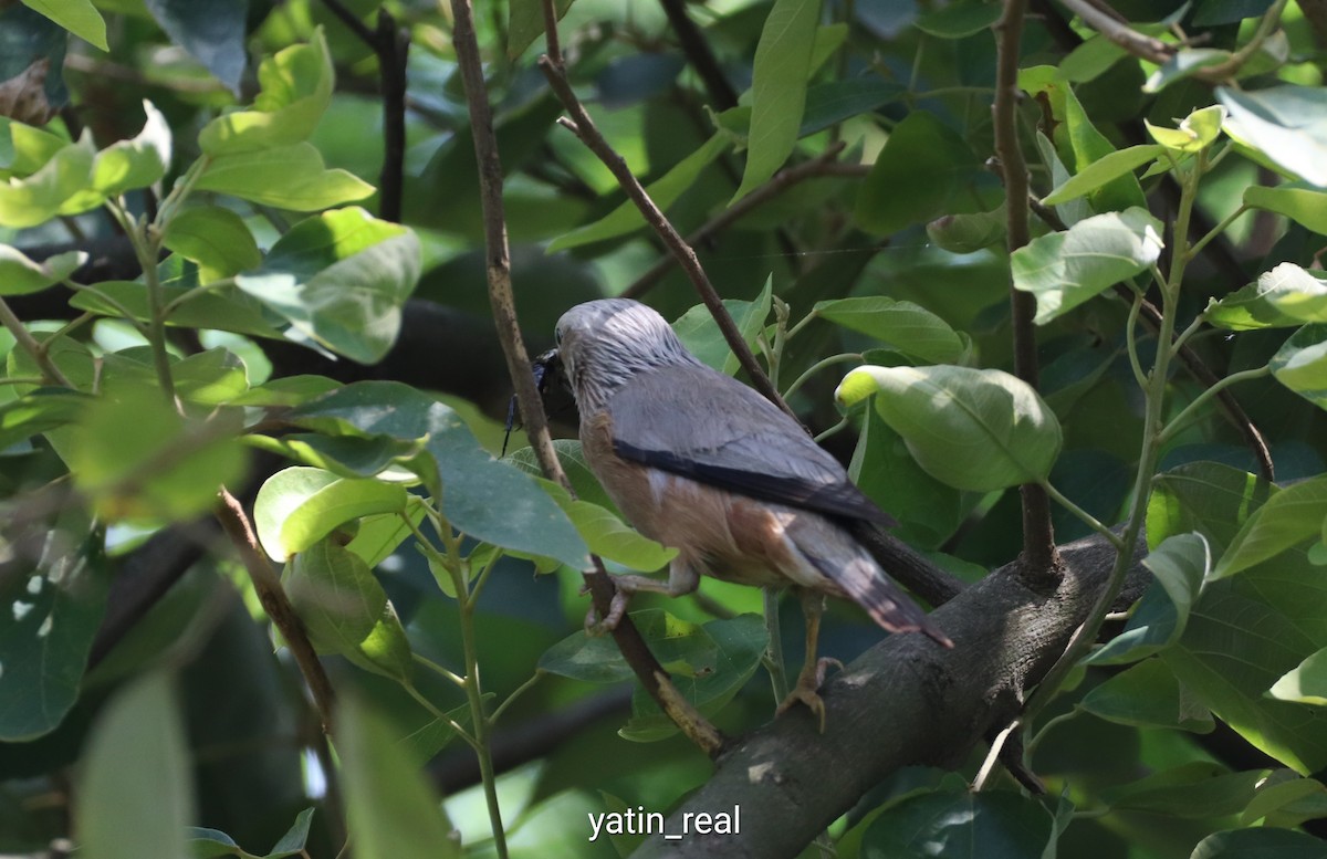 Chestnut-tailed Starling - Yatin Gupta