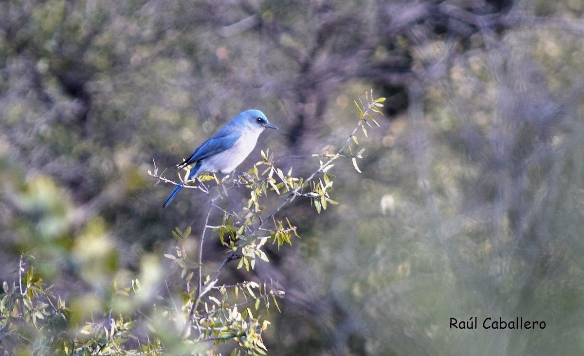 Mexican Jay - Raúl Caballero (Mexihca Aves)