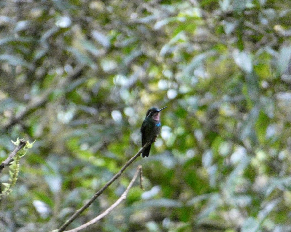 kolibřík fialovohrdlý - ML244601191