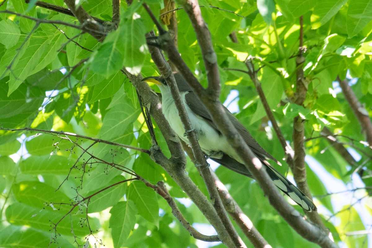 Yellow-billed Cuckoo - ML244601471