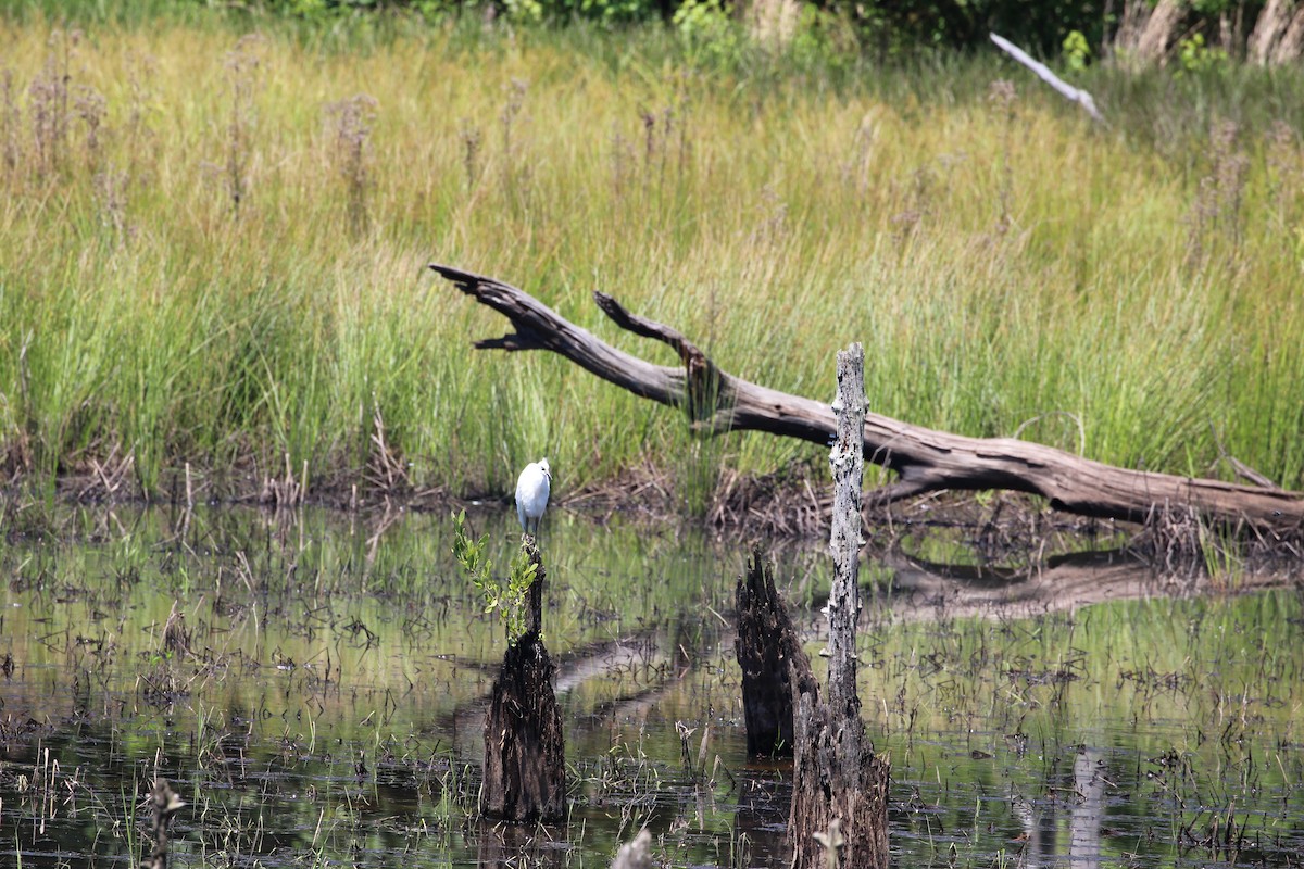 Snowy Egret - ML244601571