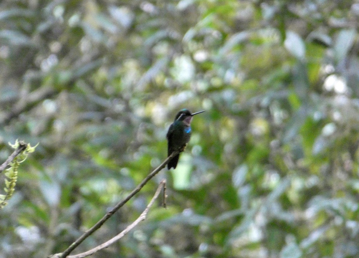 Colibri à gorge pourprée - ML244602231