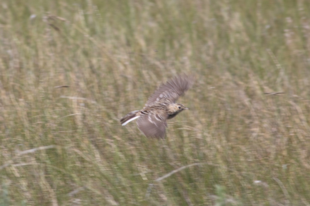 Sprague's Pipit - ML244602931