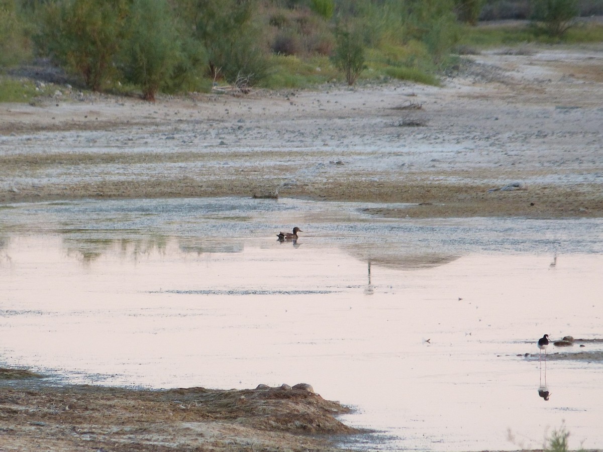 Canard colvert - ML244603561