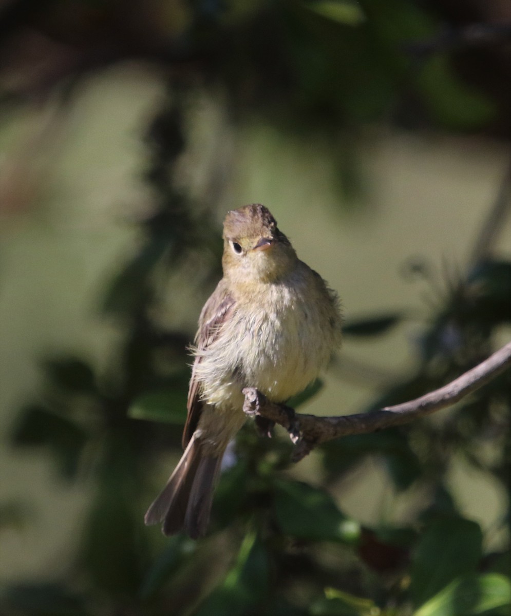 Western Flycatcher (Pacific-slope) - ML244603961