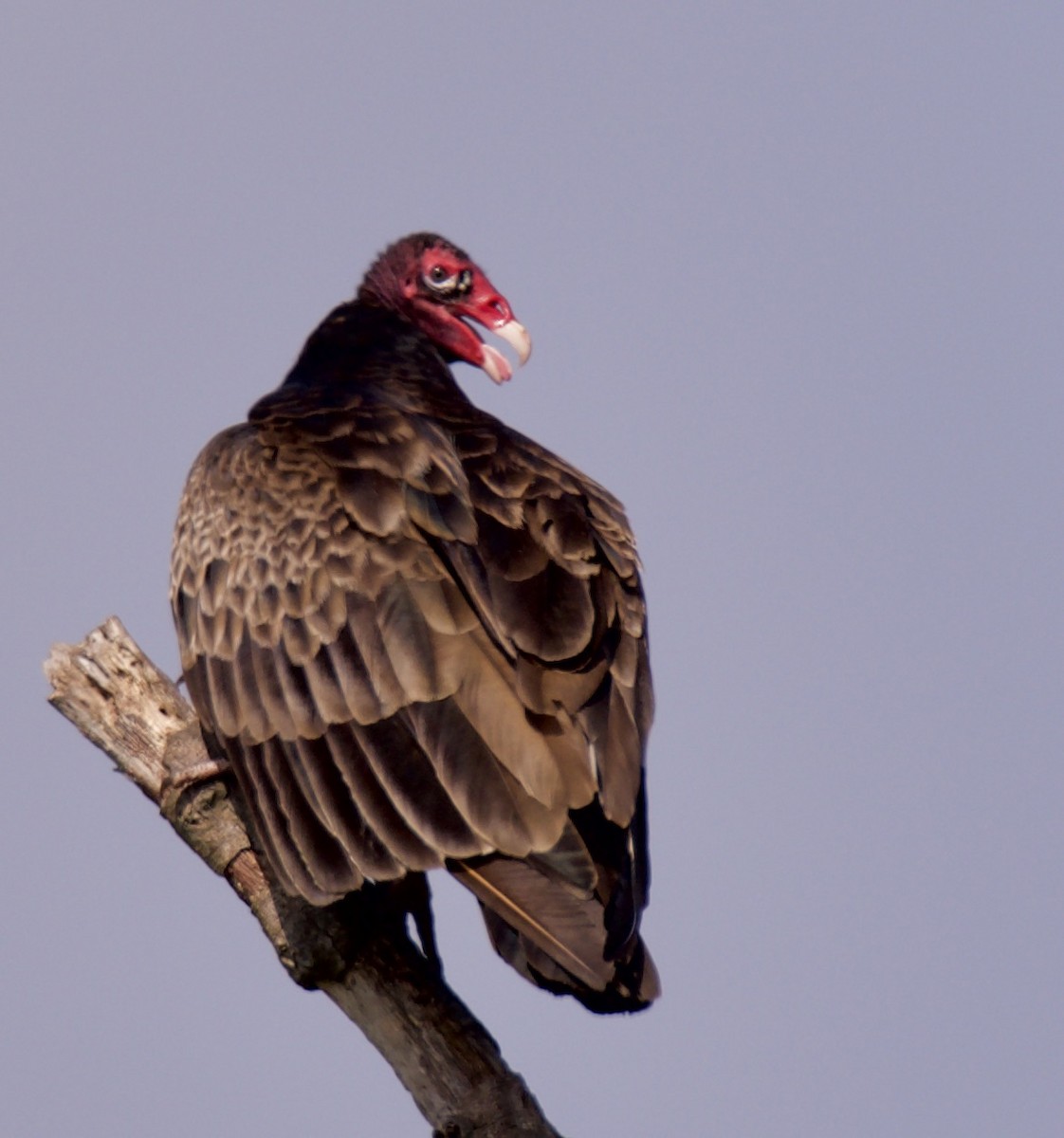 Turkey Vulture - ML244604091