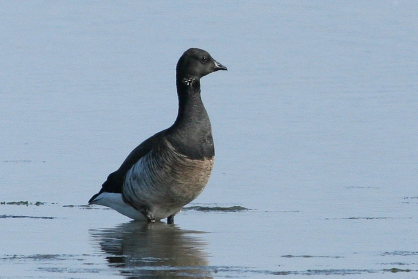 Brant (Gray-bellied) - Matt Sadowski