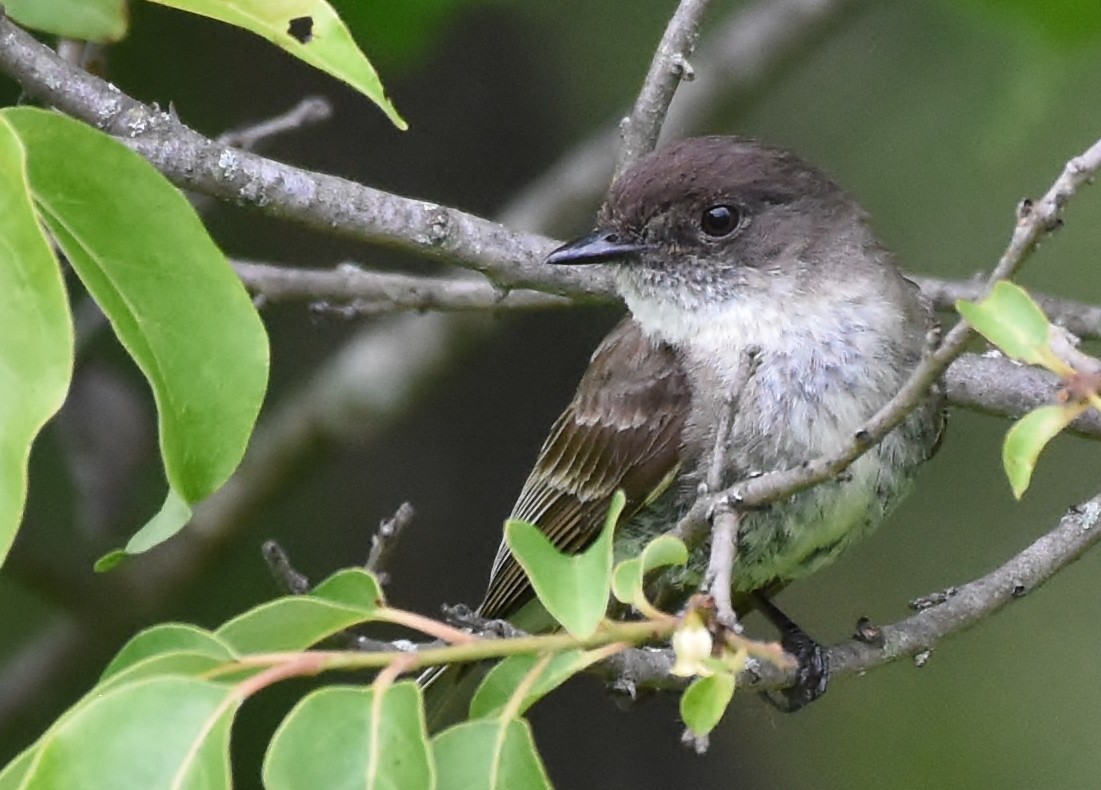 Eastern Phoebe - Don Carbaugh