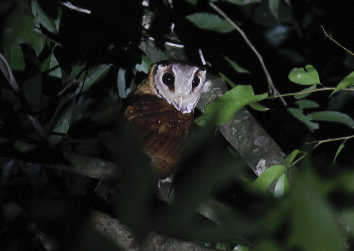 Oriental Bay-Owl - ML244610841