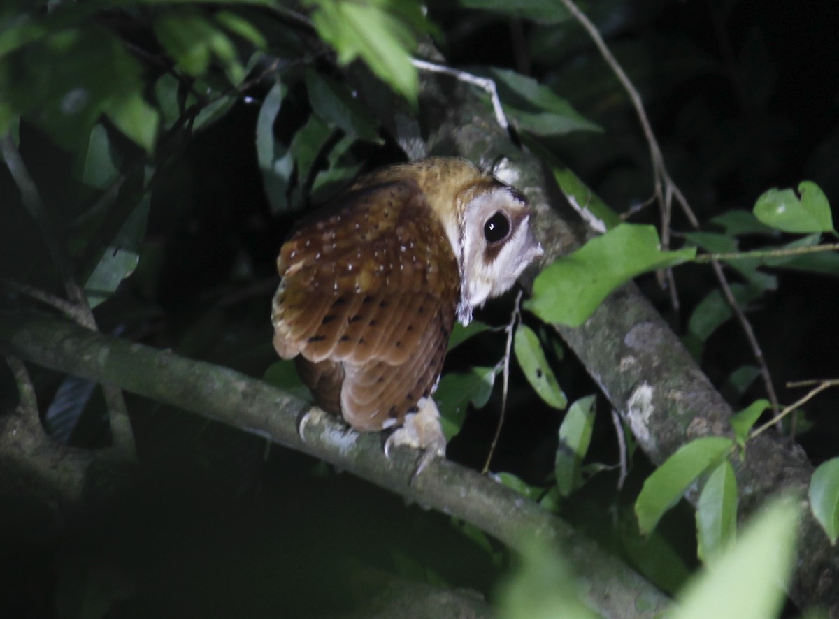 Oriental Bay-Owl - ML244611951