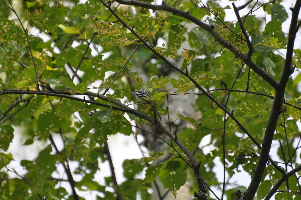 Black-and-white Warbler - ML244612261