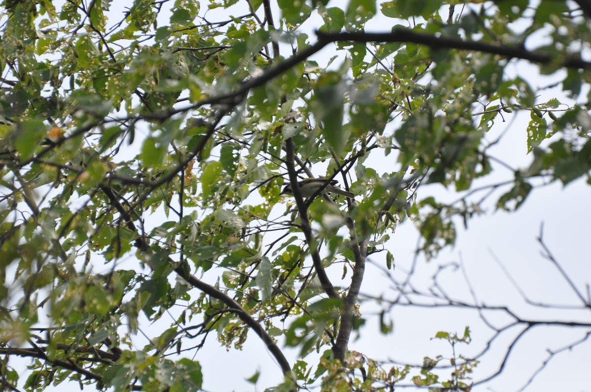 Chestnut-sided Warbler - ML244612421