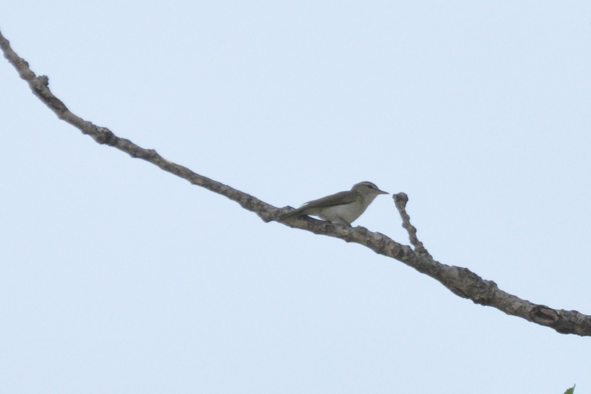 Vireo Ojirrojo - ML244612591