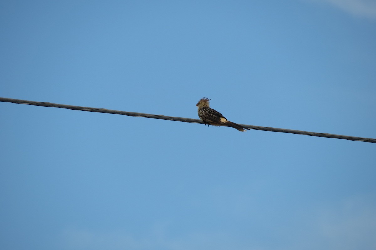 Guira Cuckoo - ML244614171