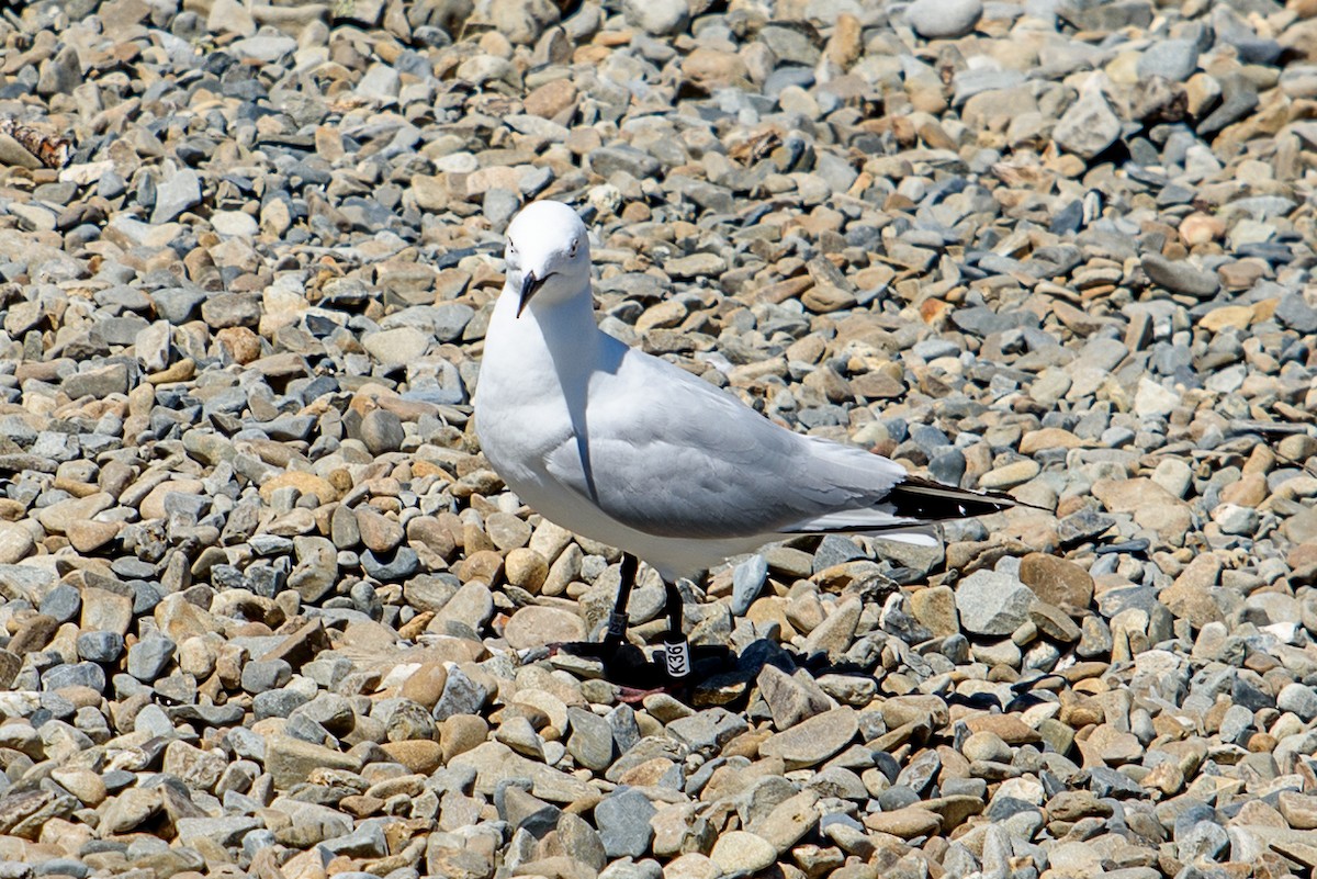 Black-billed Gull - ML24461481