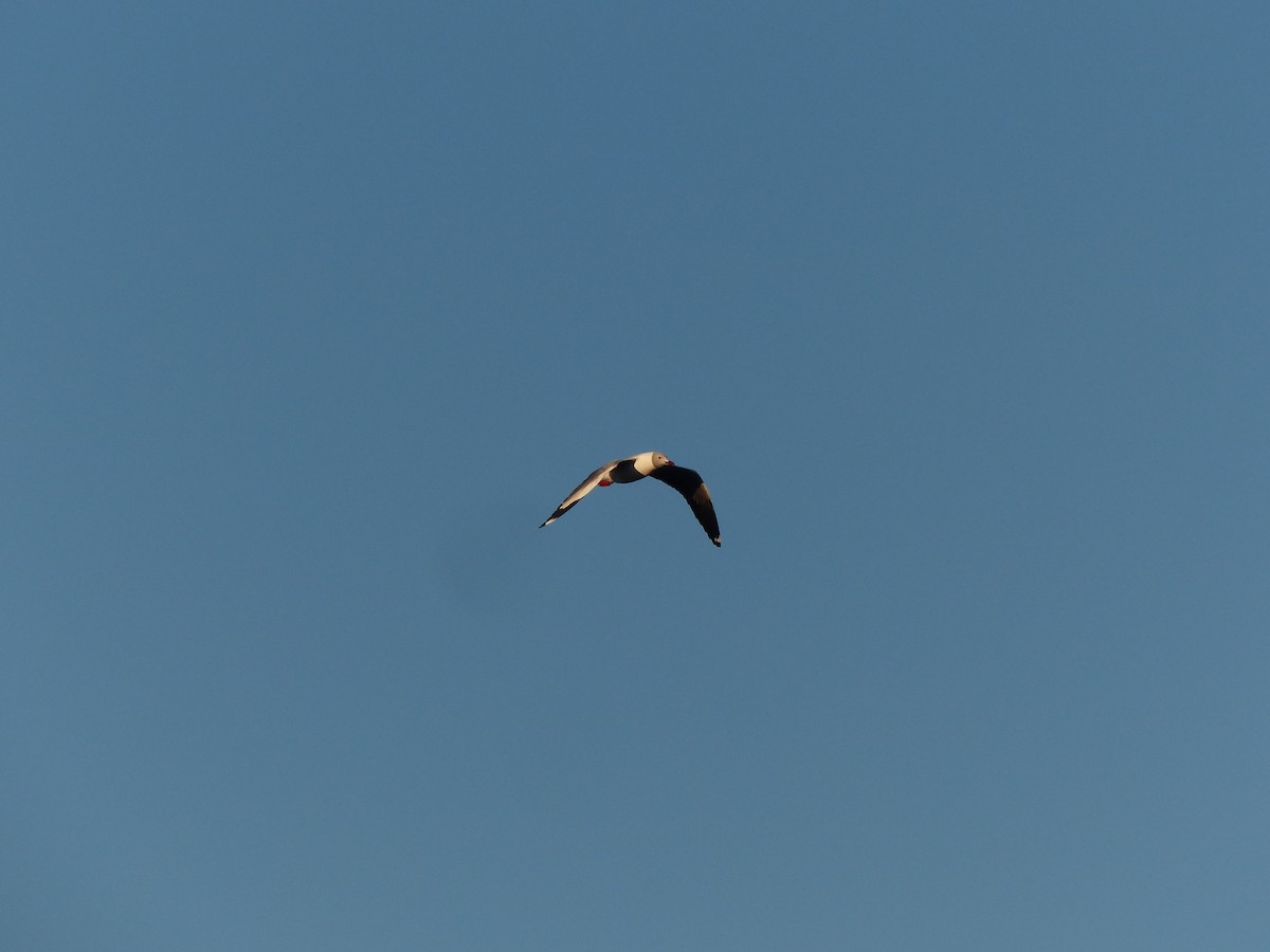 Gray-hooded Gull - ML244615311
