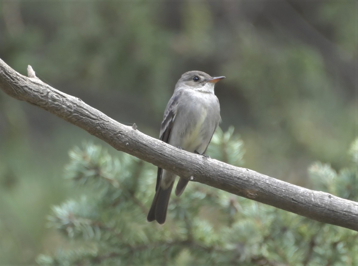 Western Wood-Pewee - ML244616071