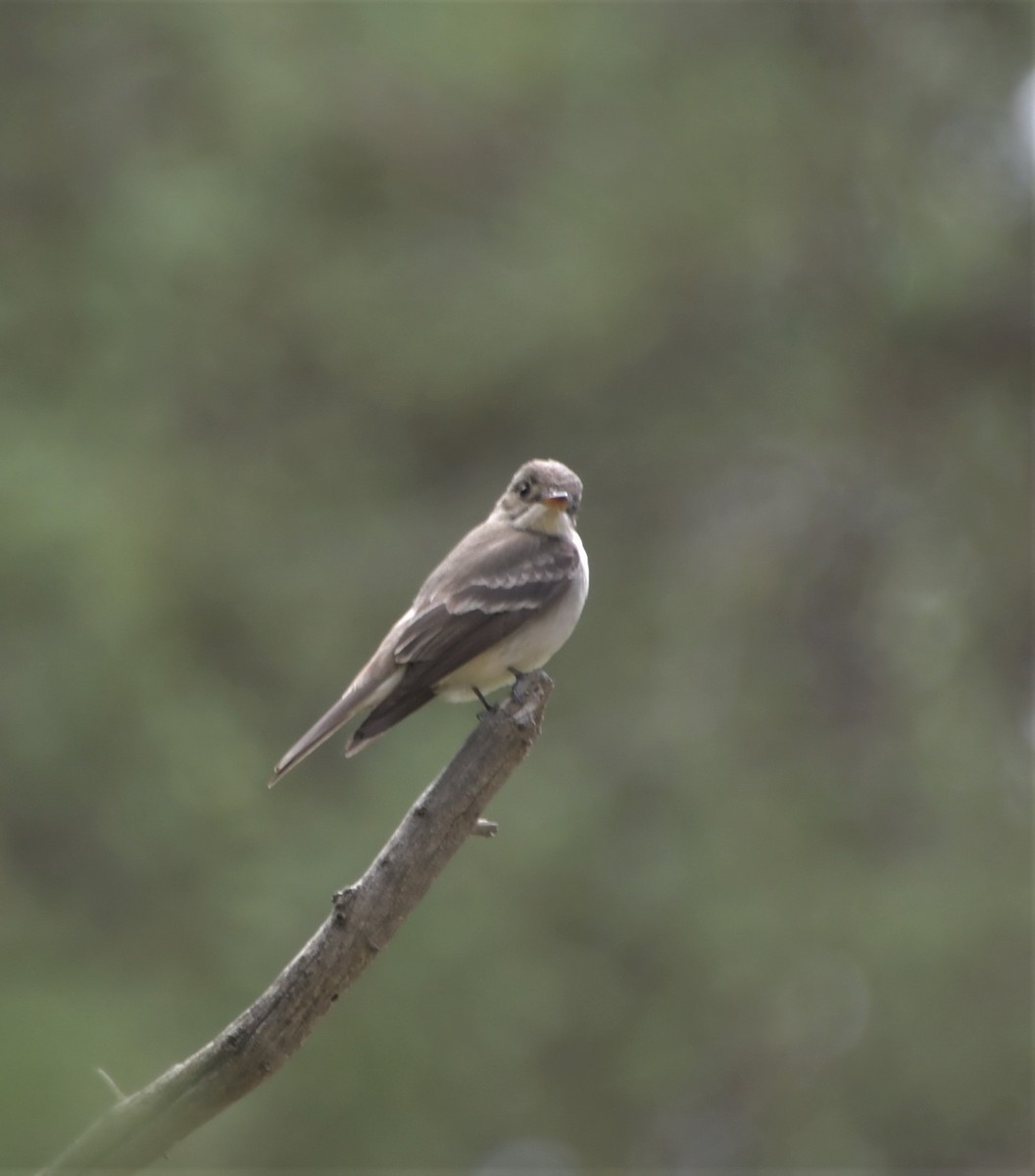 Western Wood-Pewee - ML244616081
