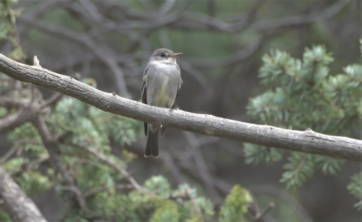 Western Wood-Pewee - ML244616091