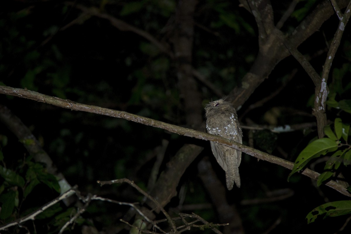 Sri Lanka Frogmouth - ML244616581