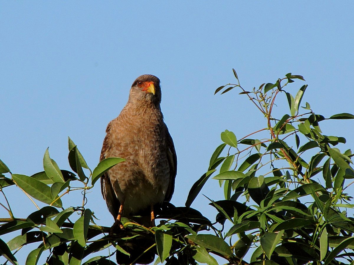 Caracara chimango - ML244617521