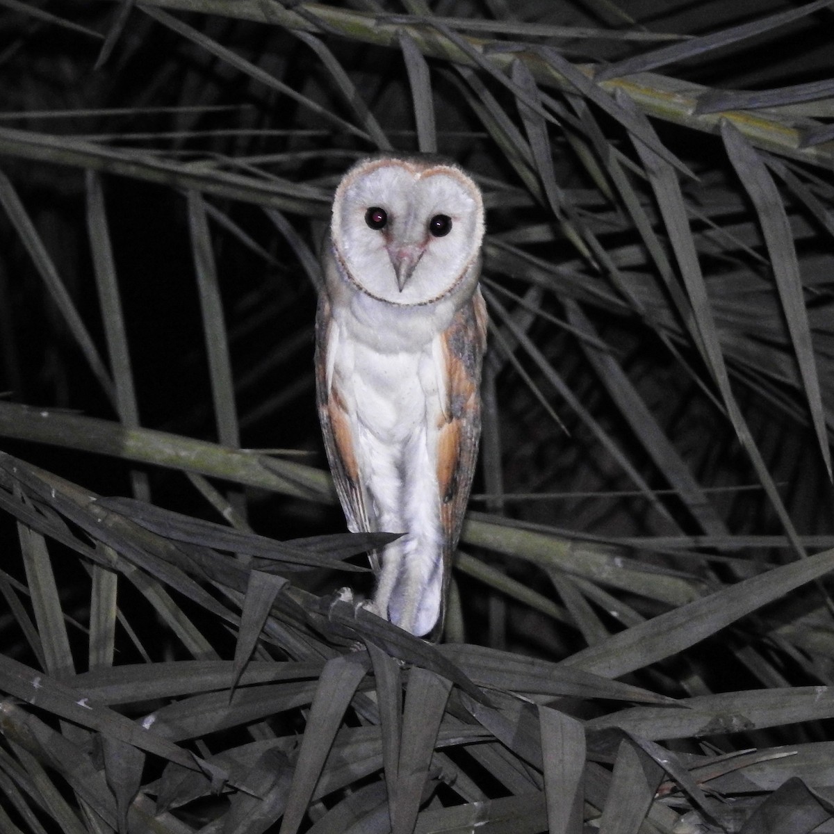 Barn Owl - ML244617581