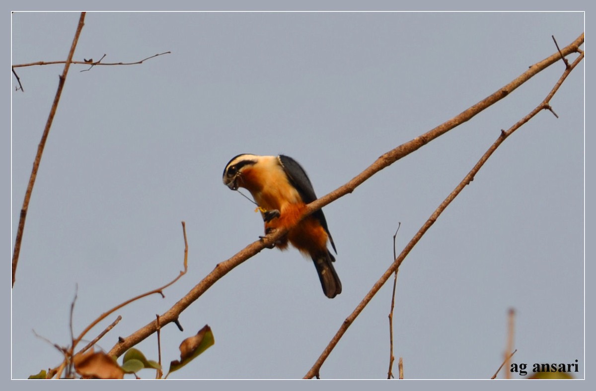 Collared Falconet - Abdul Ghaffar Ansari