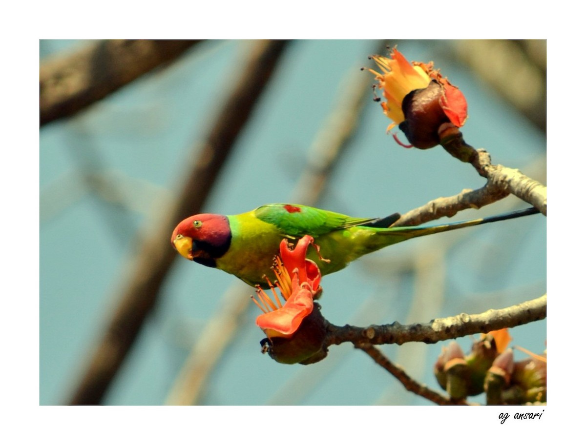 Plum-headed Parakeet - Abdul Ghaffar Ansari